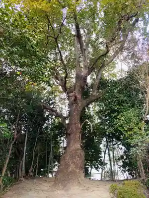 北條八幡社の自然