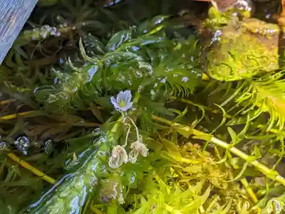 華光寺(京都府)