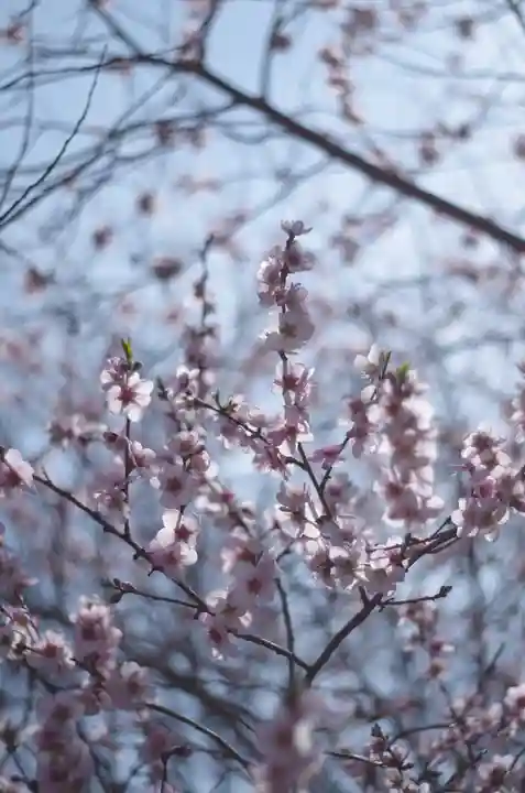 平野神社(京都府)