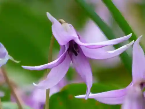三毳不動尊(栃木県)