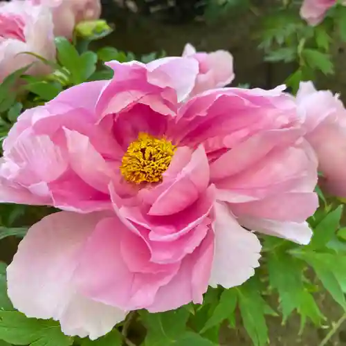 上野東照宮(東京都)