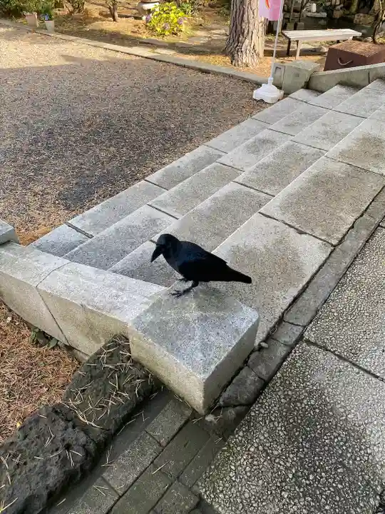 上川神社の動物
