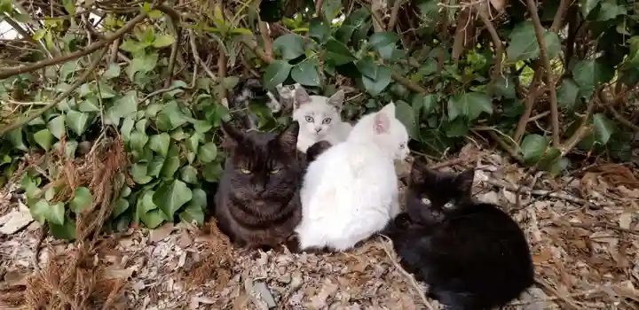 息栖神社の動物