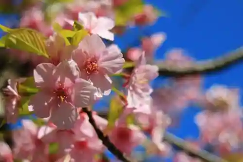 東京大神宮の自然