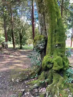 八幡神社の自然
