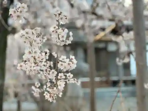 西光院（浄楽寺）の自然
