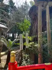 伊古奈比咩命神社(静岡県)