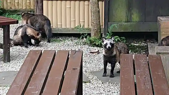 江島神社の動物
