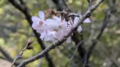 平野神社(京都府)