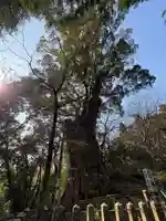 柞原八幡宮(大分県)