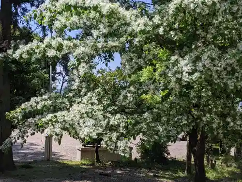 白山神社(岐阜県)