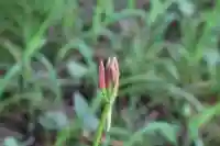 国宝 大法寺の自然