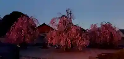 華蔵寺の{uncategorized: "未分類", other: "その他", undefined: "問題あり", building: "その他建物", grave: "お墓", sacred_gate: "鳥居", guardian: "狛犬", statue: "像", buddha: "仏像", history: "歴史", nature: "自然", garden: "庭園", animal: "動物", pagoda: "塔", temizu: "手水舎", mountain_gate: "山門・神門", sanctuary: "本殿・本堂", subordinate: "末社・摂社", art: "芸術", scenery: "景色", jizo: "地蔵", ema: "絵馬", goshuin: "御朱印", omikuji: "おみくじ", items: "授与品その他", amulet: "お守り", goshuincho: "御朱印帳", eats: "食事", festival: "お祭り", votive_dance: "神楽", shichigosan: "七五三参", wedding: "結婚式", experience: "体験その他", initially: "初詣", around: "周辺", anti_infection: "感染症対策"}