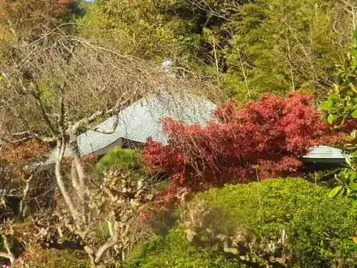 浄光明寺の自然