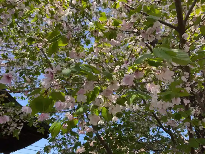 戸部杉山神社の自然