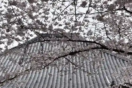 墨染寺（桜寺）の自然