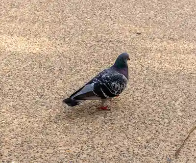 廣島護國神社(広島県)