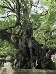 大山祇神社の自然