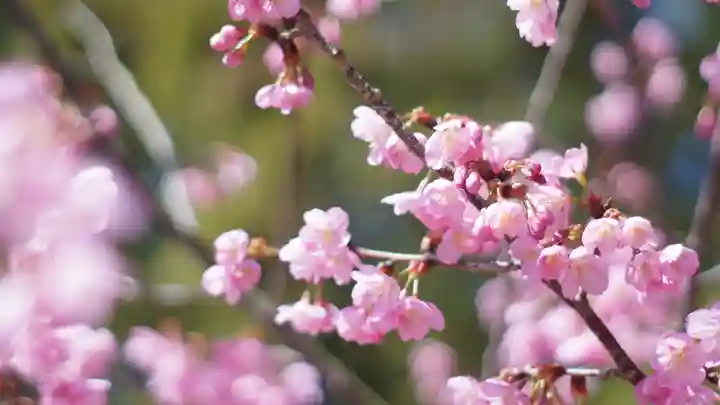 吉備津彦神社の自然