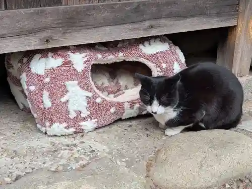 八幡社（柏井町）の動物