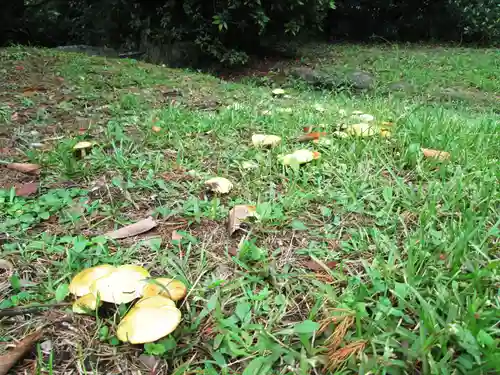 屋久島大社の自然