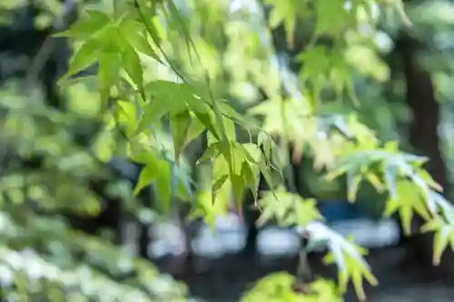 目の霊山　油山寺の自然