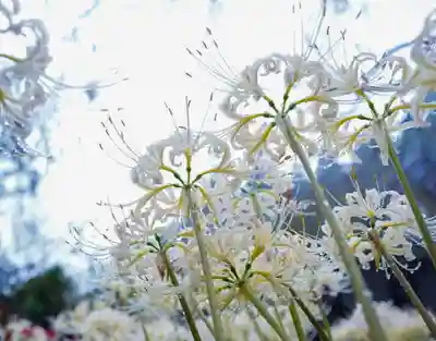 南原寺(山口県)