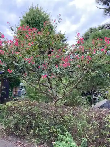 浄泉寺の庭園