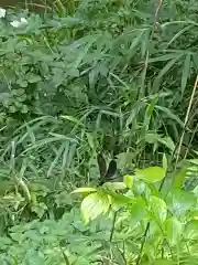 鷲宮神社の動物