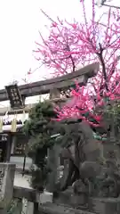 須賀神社の狛犬