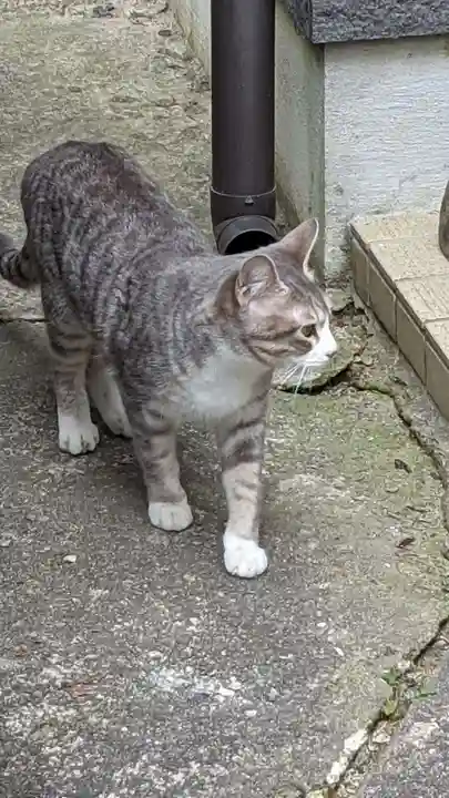 玉野御嶽神社の動物