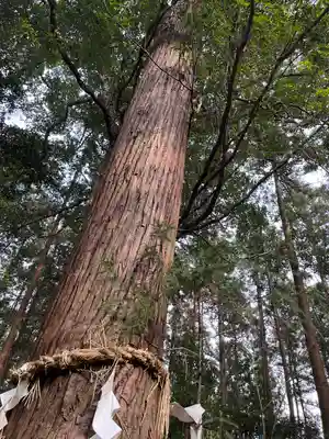 磯部稲村神社(茨城県)