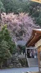 大豊神社の自然