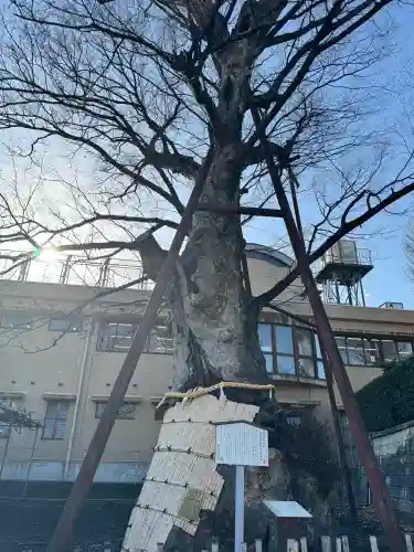 白山神社の{uncategorized: "未分類", other: "その他", undefined: "問題あり", building: "その他建物", grave: "お墓", sacred_gate: "鳥居", guardian: "狛犬", statue: "像", buddha: "仏像", history: "歴史", nature: "自然", garden: "庭園", animal: "動物", pagoda: "塔", temizu: "手水舎", mountain_gate: "山門・神門", sanctuary: "本殿・本堂", subordinate: "末社・摂社", art: "芸術", scenery: "景色", jizo: "地蔵", ema: "絵馬", goshuin: "御朱印", omikuji: "おみくじ", items: "授与品その他", amulet: "お守り", goshuincho: "御朱印帳", eats: "食事", festival: "お祭り", votive_dance: "神楽", shichigosan: "七五三参", wedding: "結婚式", experience: "体験その他", initially: "初詣", around: "周辺", anti_infection: "感染症対策"}