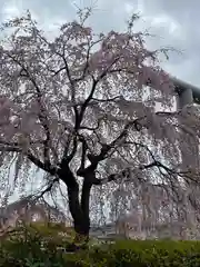 櫻木神社(千葉県)