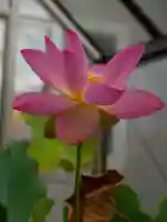 極楽山 浄土寺の自然