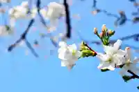 くまくま神社(導きの社 熊野町熊野神社)の自然