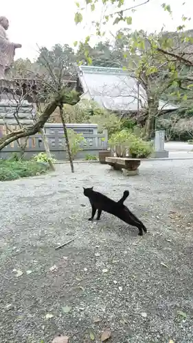 妙本寺の動物