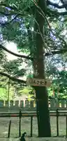 香取神社の自然