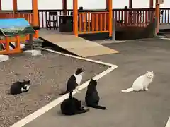 熊野那智神社の動物