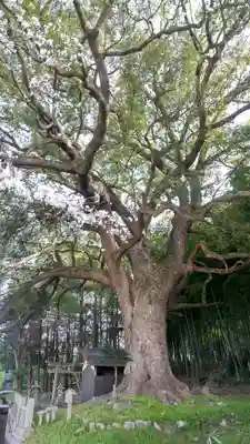 岩椿神社の自然