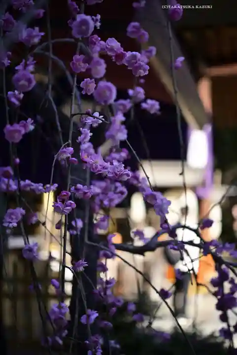 東京大神宮(東京都)