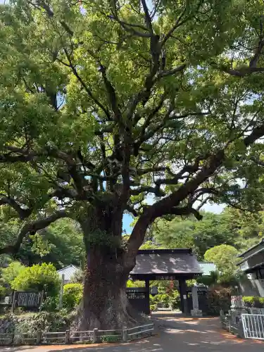安楽寺の{uncategorized: "未分類", other: "その他", undefined: "問題あり", building: "その他建物", grave: "お墓", sacred_gate: "鳥居", guardian: "狛犬", statue: "像", buddha: "仏像", history: "歴史", nature: "自然", garden: "庭園", animal: "動物", pagoda: "塔", temizu: "手水舎", mountain_gate: "山門・神門", sanctuary: "本殿・本堂", subordinate: "末社・摂社", art: "芸術", scenery: "景色", jizo: "地蔵", ema: "絵馬", goshuin: "御朱印", omikuji: "おみくじ", items: "授与品その他", amulet: "お守り", goshuincho: "御朱印帳", eats: "食事", festival: "お祭り", votive_dance: "神楽", shichigosan: "七五三参", wedding: "結婚式", experience: "体験その他", initially: "初詣", around: "周辺", anti_infection: "感染症対策"}