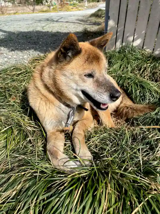 妙昌寺(埼玉県)