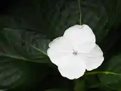 水主神社の自然