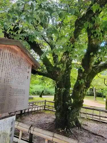 真正極楽寺（真如堂）の自然