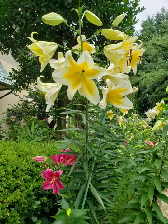 本郷氷川神社(東京都)