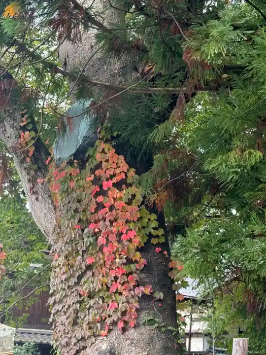 矢彦神社(長野県)
