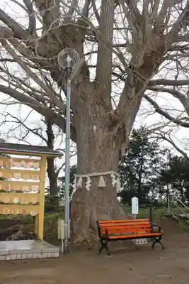 白子神社の自然
