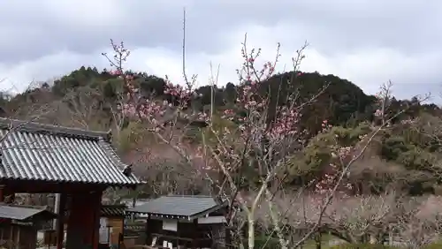 観心寺(大阪府)